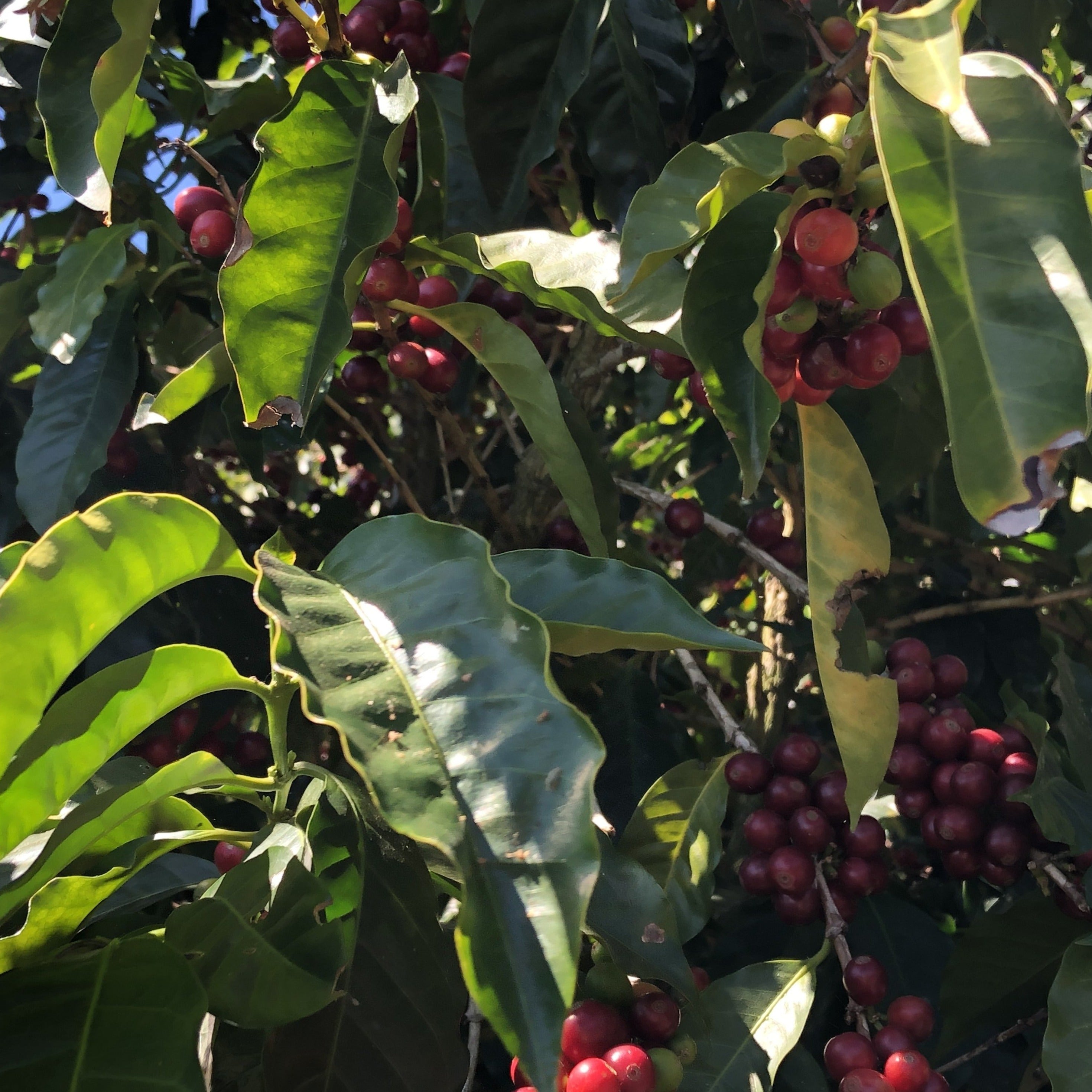 Enthusiast: Seed to Cup