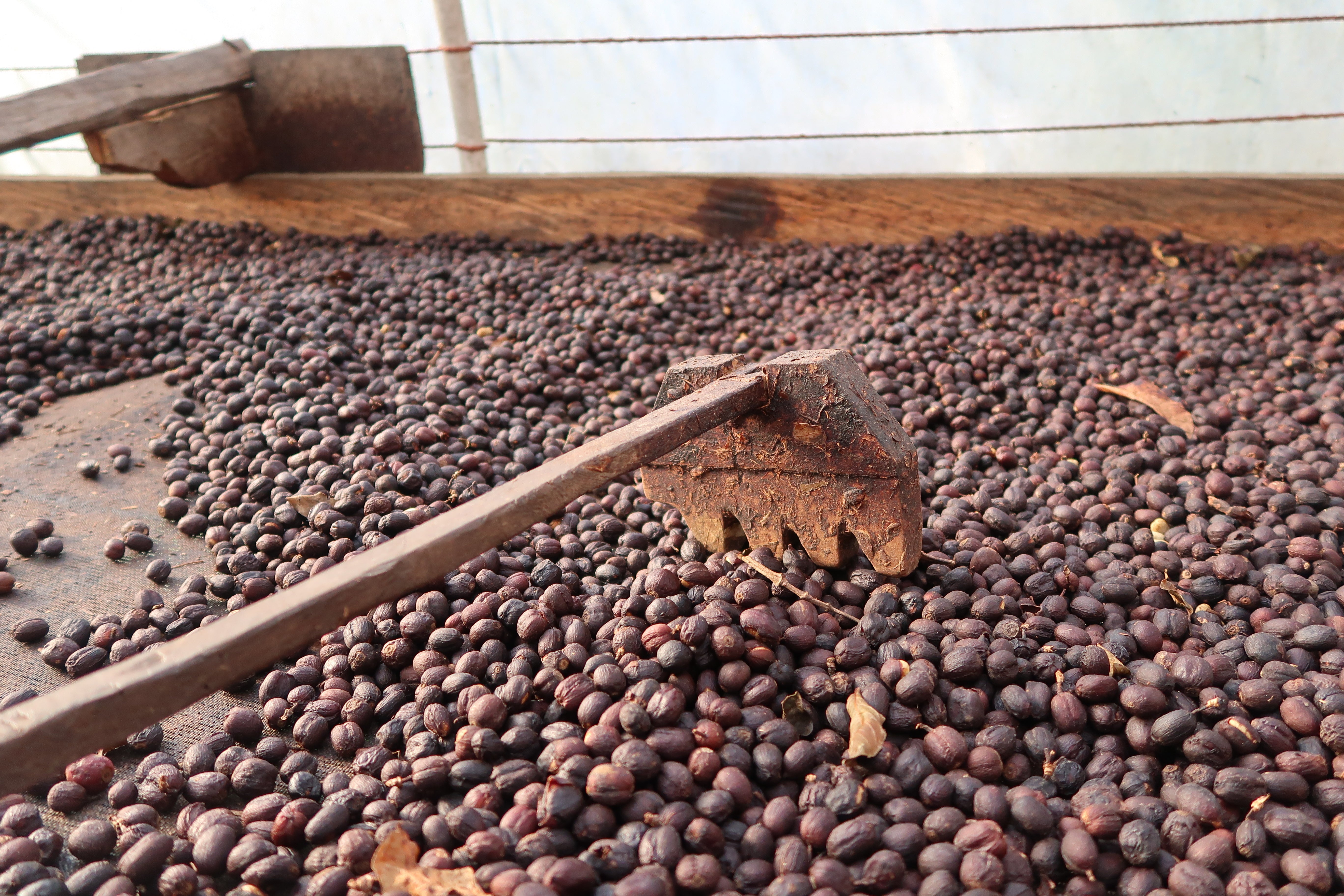 Natural coffee is dried on a solar bed.